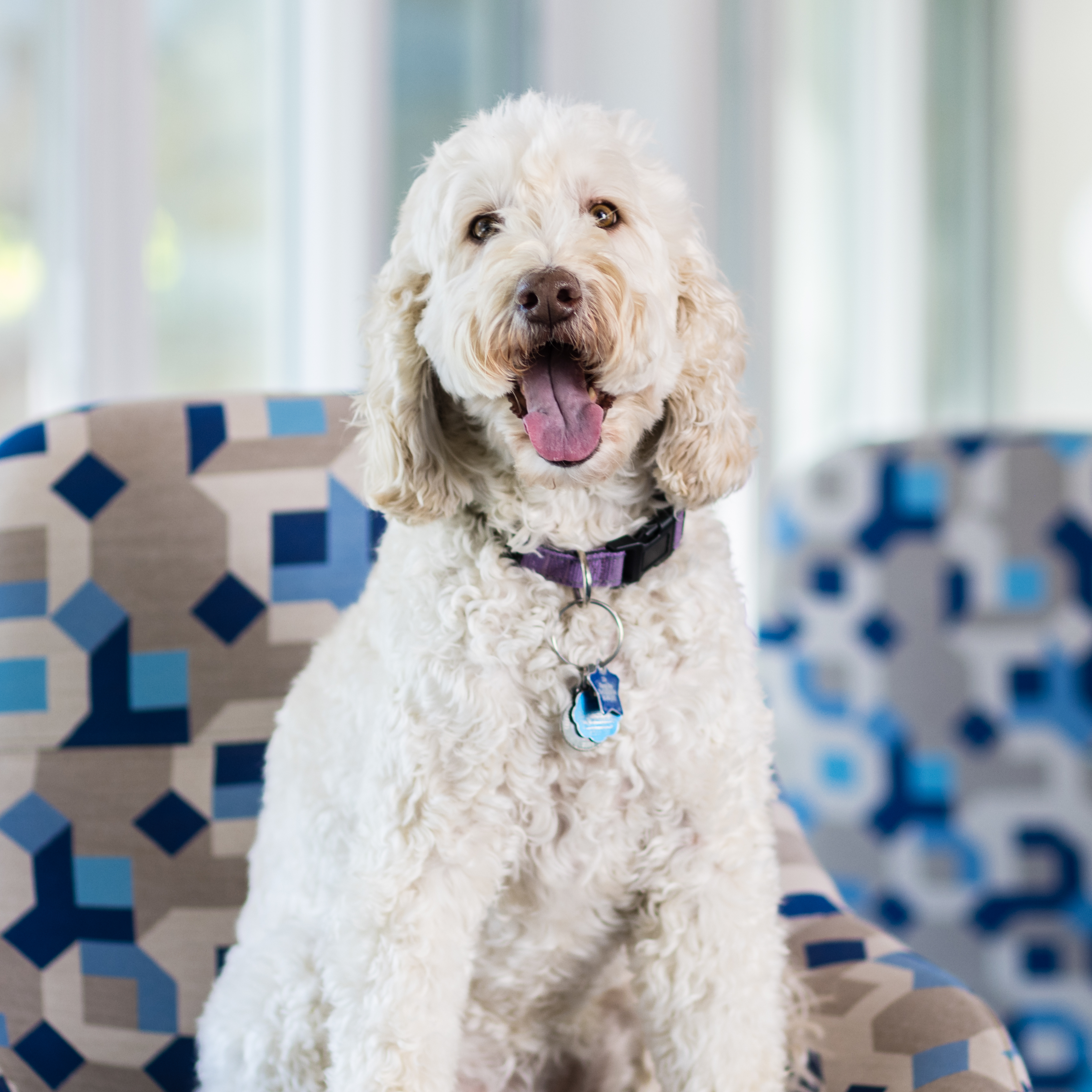 photo of Zilly the therapy dog