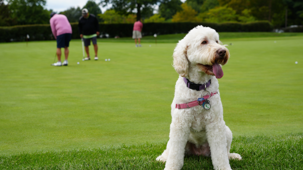 Zilly the therapy dog on the golf course
