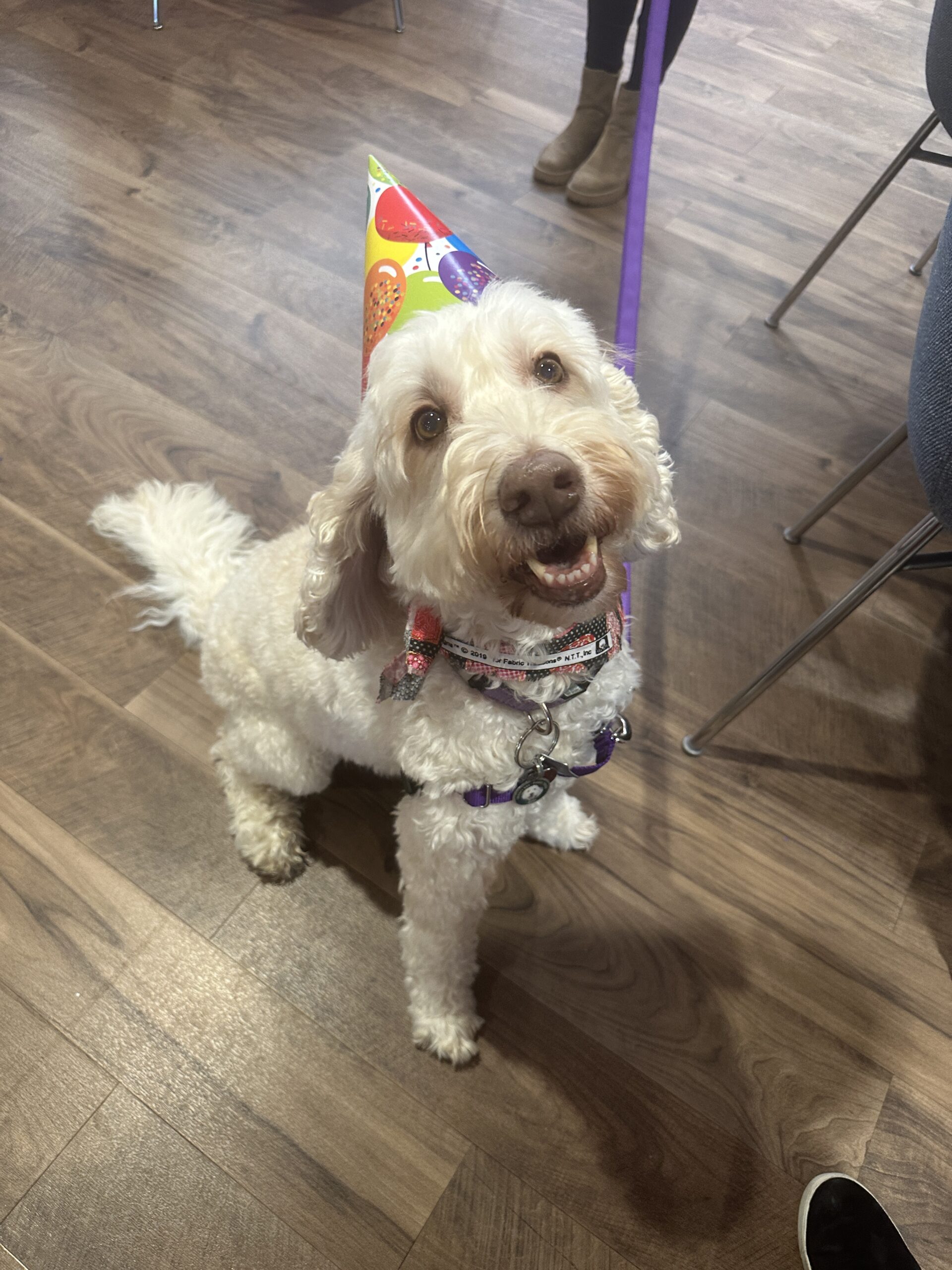 Zilly with a birthday hat